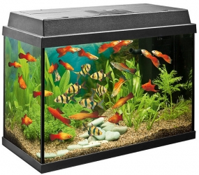 fish tank